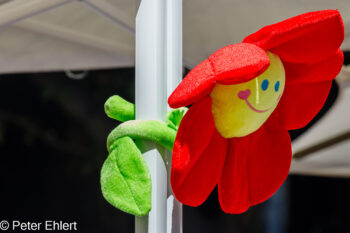 IVORY Blume  Lissabon Distrikt Lissabon Portugal by Peter Ehlert in LIS-LX