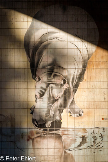 Brückenpfeilerkunst am Zoo  Lissabon Distrikt Lissabon Portugal by Peter Ehlert in LIS-Stadt