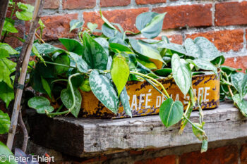 Blumen  Lissabon Distrikt Lissabon Portugal by Peter Ehlert in LIS-LX