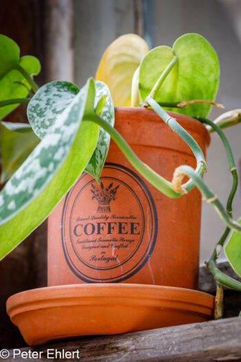 Blumen  Lissabon Distrikt Lissabon Portugal by Peter Ehlert in LIS-LX